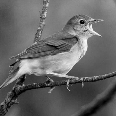 The tao of the ‘Nightingale’