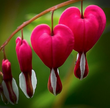 Blessing: Mary Anne Willow (June 2020)