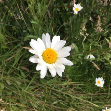 White Daisies and An Eagerness to Love